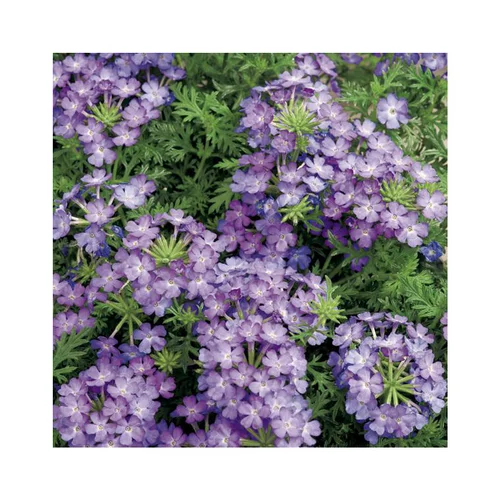 Verbena Tapissante bleue - Le pot de 9 x 9 cm