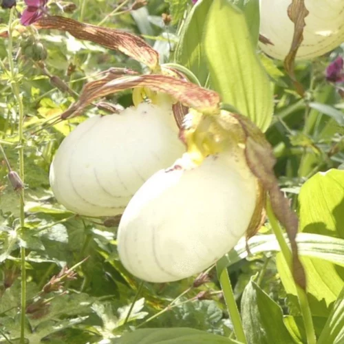 Sabot de Venus Vivace blanc - Le pot de 1 litre