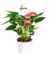 Anthurium Pink Champion pot Ø14 cm/ H40-50 cm