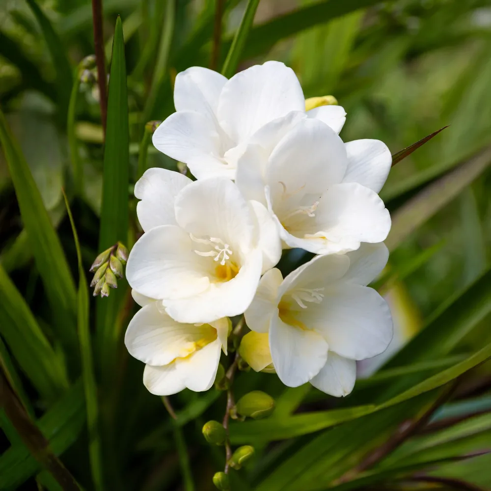 15 Freesia simple blanche Freesia 'white'