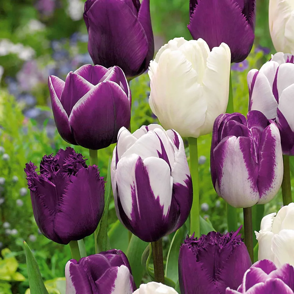 10 Tulipes mauves et blanches en mélange Tulipa