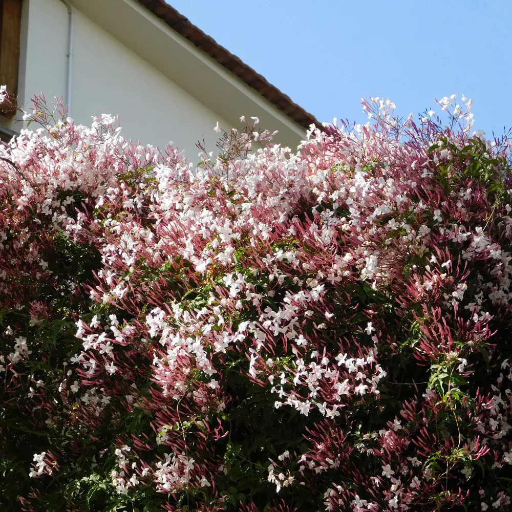 Jasmin blanc d'hiver Jasminum polyanthum