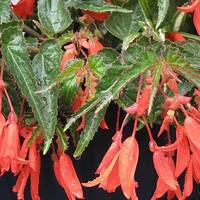 Bégonia pendula - Le pot de 10.5 cm