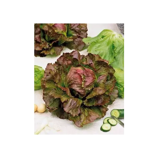 Laitue batavia Rouge Grenobloise | Semences bio et reproductibles