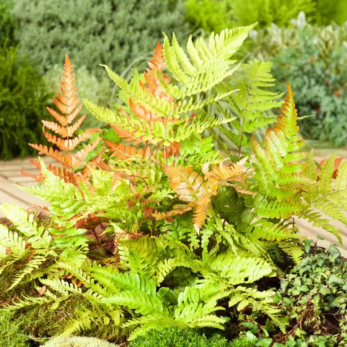 Fougère Dryopteris erythrosora - Le pot de 2 litres