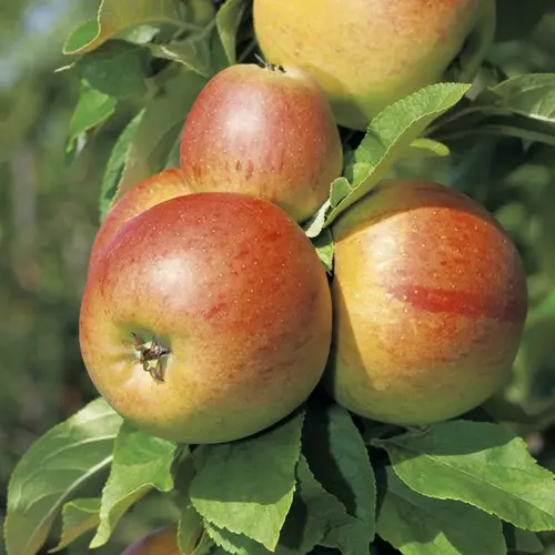 Pommier Reine Des Reinettes Bio. Le pot de 15 litres