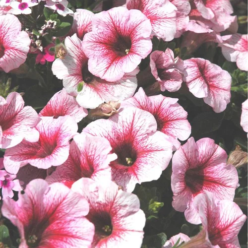Pétunia retombant - Le pot de 0,7 litre