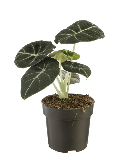 Alocasia Black Velvet vert. Le pot Ø 14 cm