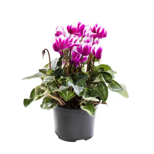 Mini Cyclamen. Le pot de 9/12 cm