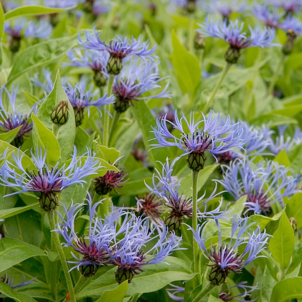 Centaurée bleue des montagnes Centaurea montana coerulea