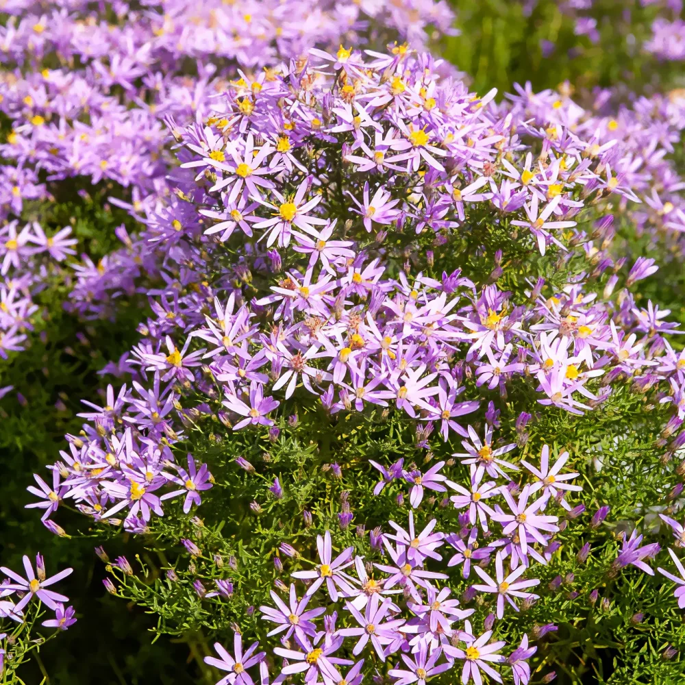 Aster nain à feuilles de sedum Aster sedifolius Nanus