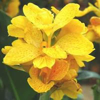 Canna dit Balisier - Le pot de 2 litres
