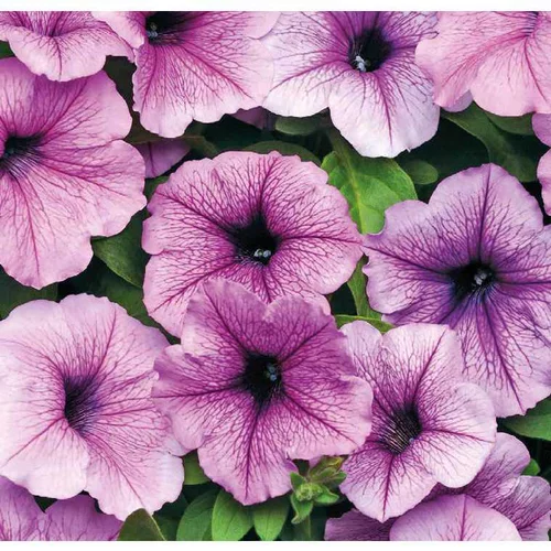Pétunia Easywave Plum Vein - Le pot de 12 x 12 cm
