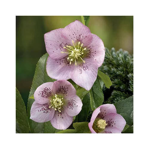Hellébore (ou Rose de Noël) ponctuée rose - Le pot de 0,75 litres