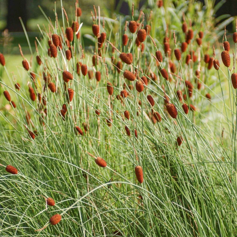Massette naine Typha minima