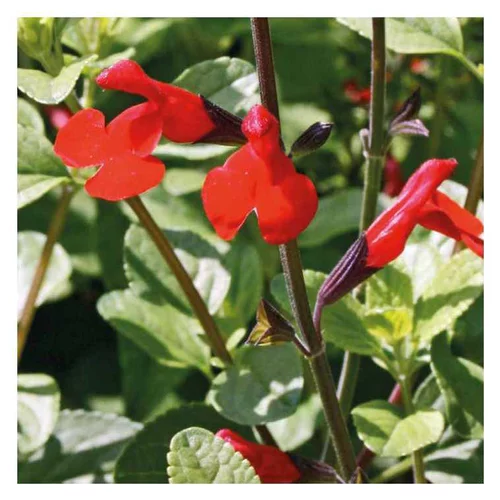 Sauge greggii rouge - Le pot de 9 x 9 cm
