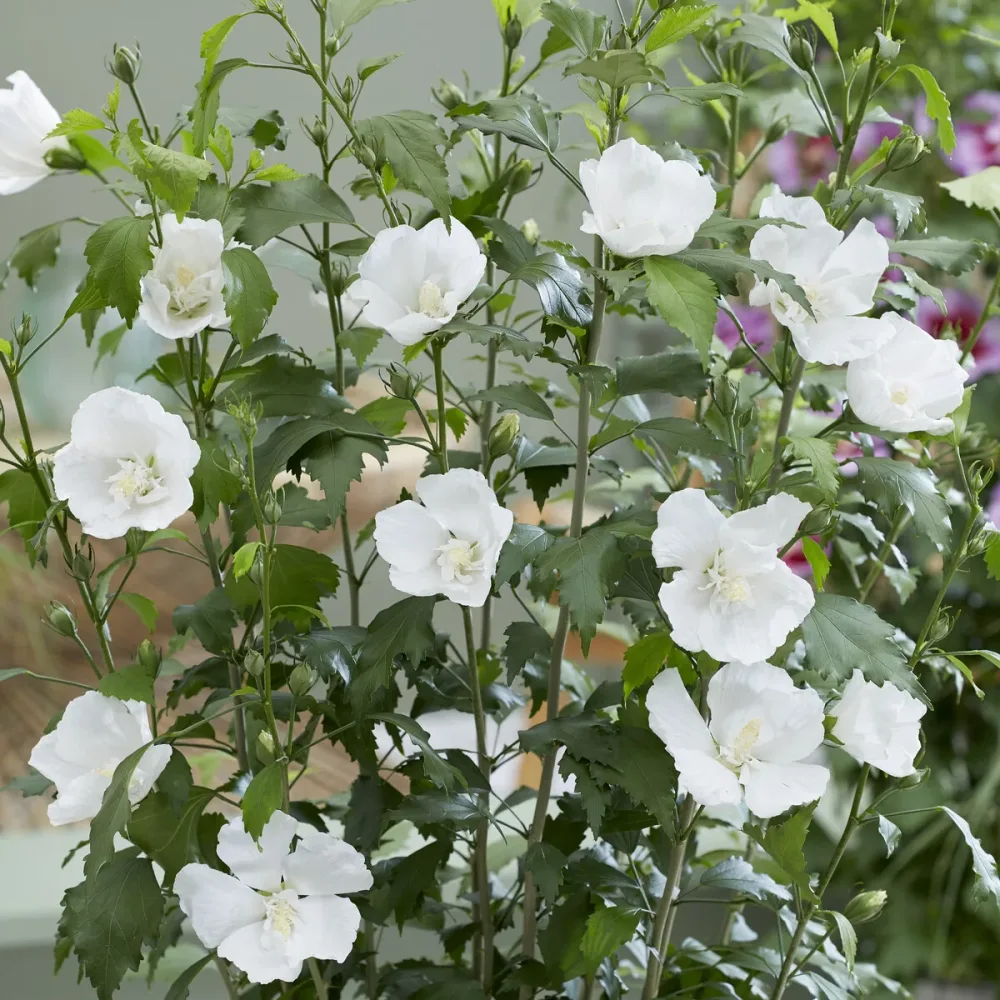 Hibiscus Flower Tower White ® Hibiscus syriacus Flower Tower White ®