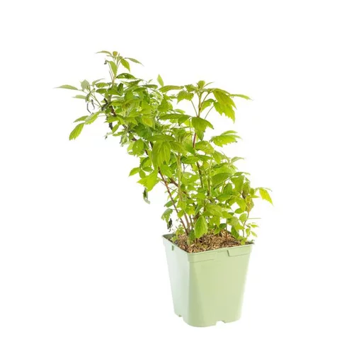 Framboisier Heritage Bio. Le pot de 5 litres