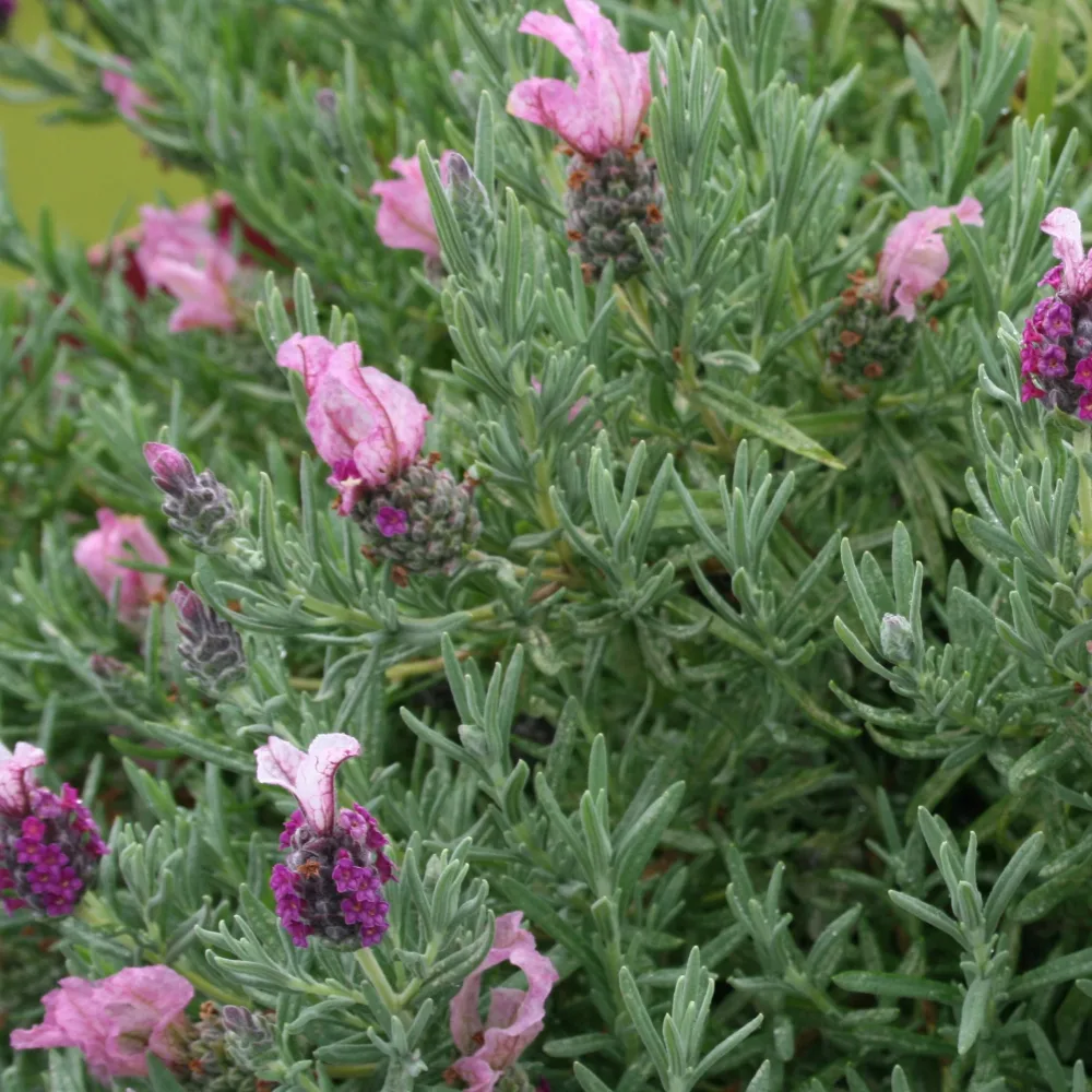 Lavande papillon MAGICAL® POSY PINK Lavandula stoechas magical® posy pink 'kolmapopi'