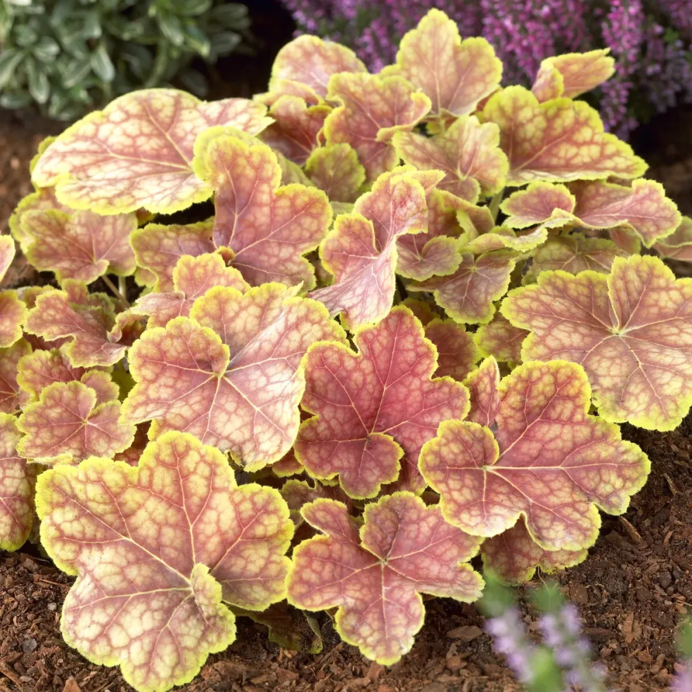 Heuchère Tiramisu Heuchera Tiramisu
