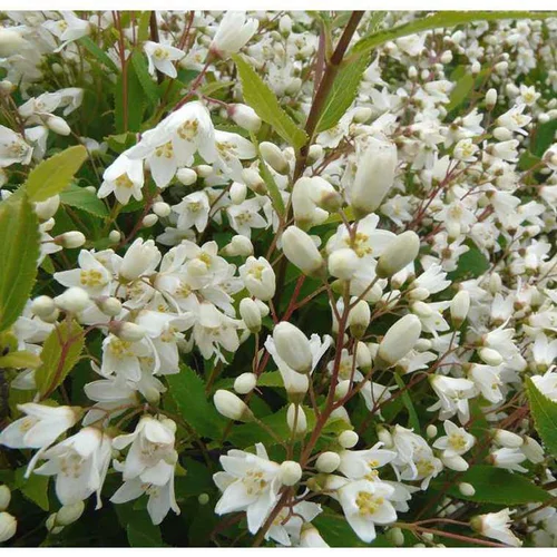 Deutzia Gracilis. Le pot de 4 litres