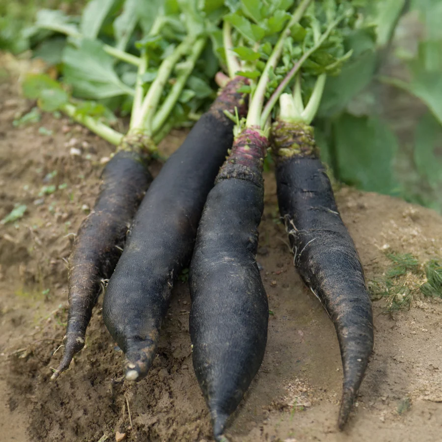 Radis rave Noir gros long d'hiver de Paris Raphanus sativus noir gros long d'hiver de paris
