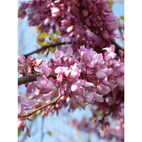 Cercis Siliquastrum ou Arbre de Judée rose 100/125 cm en pot de 20 L