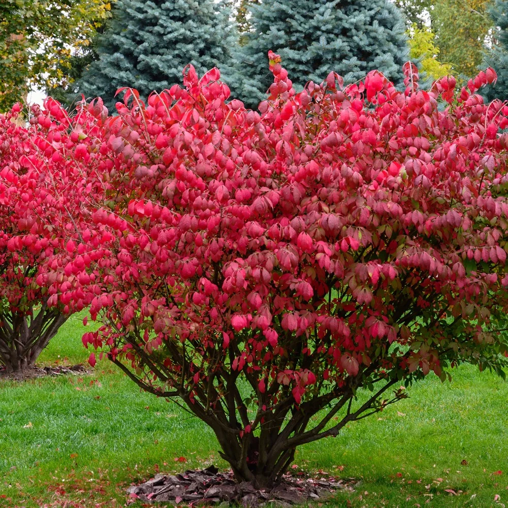 Fusain ailé Euonymus alatus