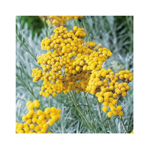 Helichrysum Italicum - Le pot de 3 litres
