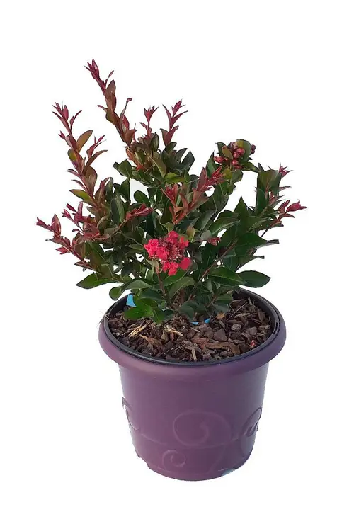 Lagerstroemia Enduring Summer® Red coloris rouge – 3 L