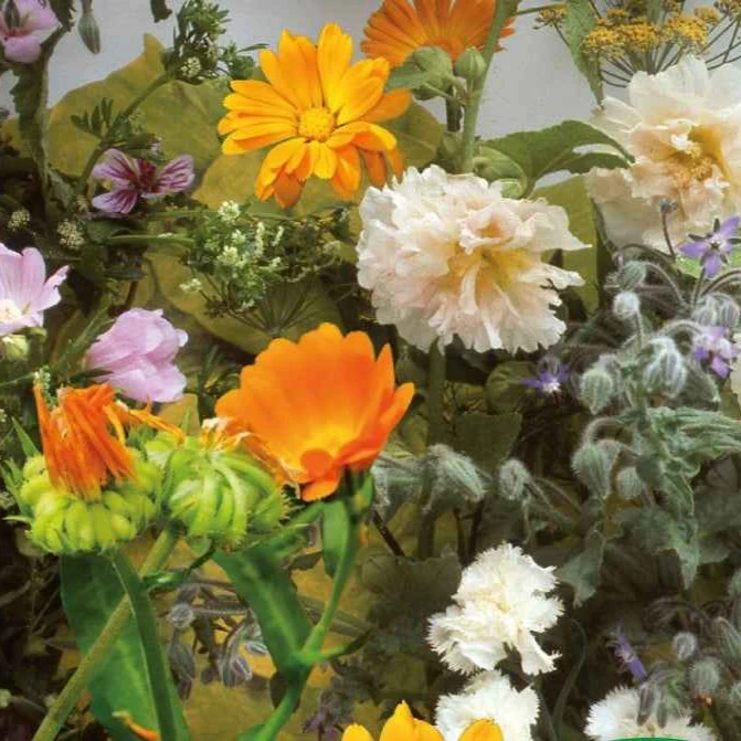 Graines de fleurs et herbes comestibles en mélange - 2 m²