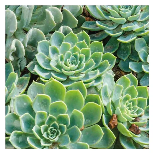 Echeveria rose orange - Le pot de 9 x 9 cm