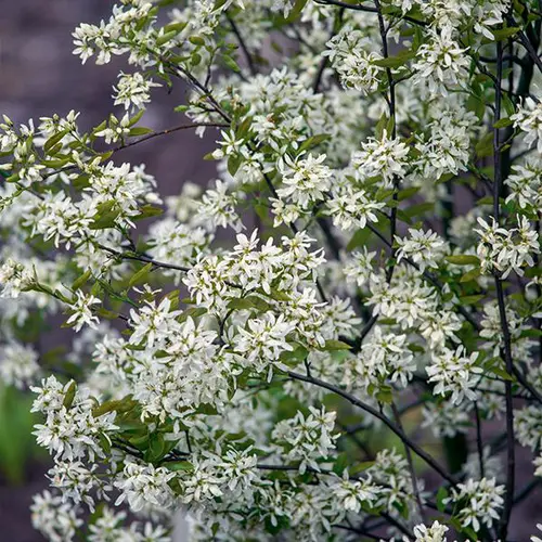 Amélanchier ‘Ballerina’ botanic® vert. Le pot de 10 litres