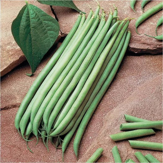 Semences bio et reproductibles de Haricot Argus