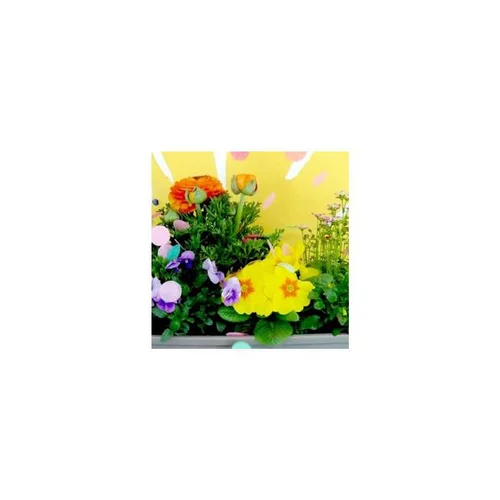 Thème Printemps Pétillant Viola Cornuta - La jardinière de 40 cm