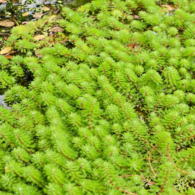 Myriophylle Red Stem Myriophyllum rubricaule Red Stem
