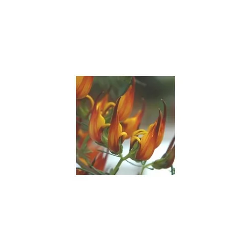 Lotus - Le pot de 1 litre