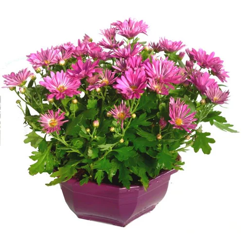 Chrysanthème multifleurs - La coupe de 25 cm