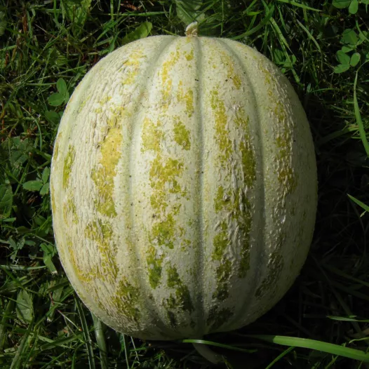 Graines bio de Melon de St Memmie