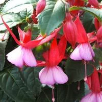 Fuchsia en colonne - Le pot de 2,5 litres