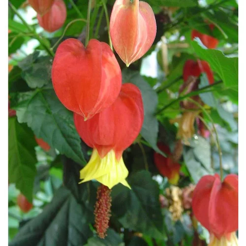 Abutilon palissé - Le pot de 3 litres