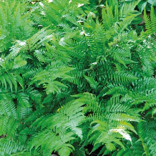 Fougère vivace Dryopteris - Le pot de 9 x 9 cm