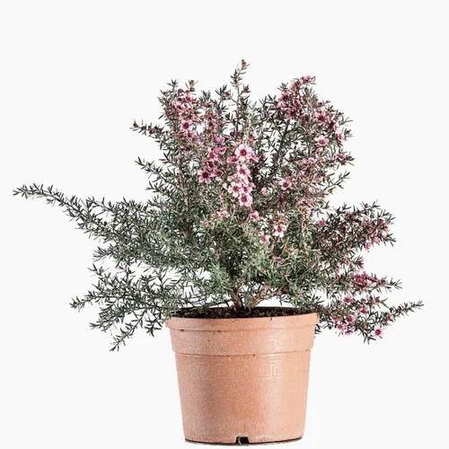 Leptospermum (Myrte de Nouvelle Zélande) touffe en pot de 5 L rose