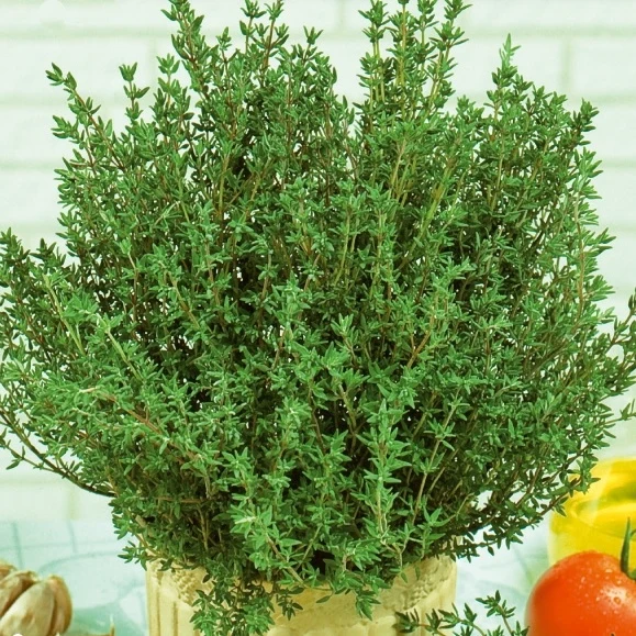 Thym d´été Thymus vulgaris