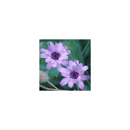 Catananche - Le pot de 2 litres