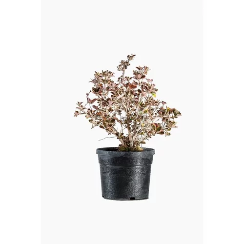 Coprosma Repens Painter Palette en pot de 4 L multicolore