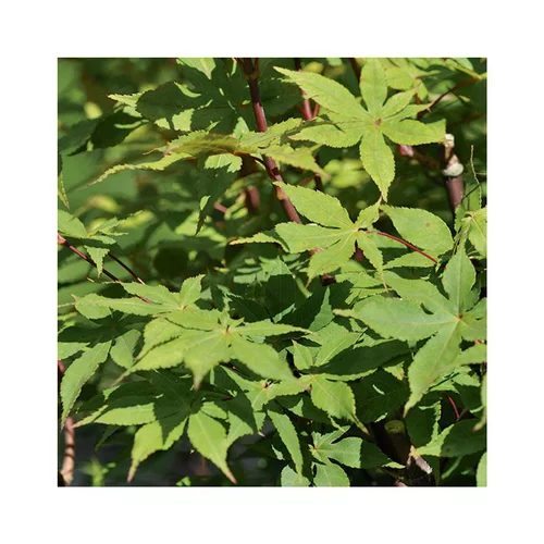 Erable du Japon (ACER PALAMATUM OZAKAZUKI ) Le pot de 80 litres