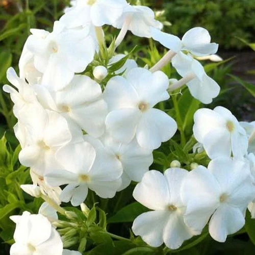 Phlox paniculé David Phlox paniculata David