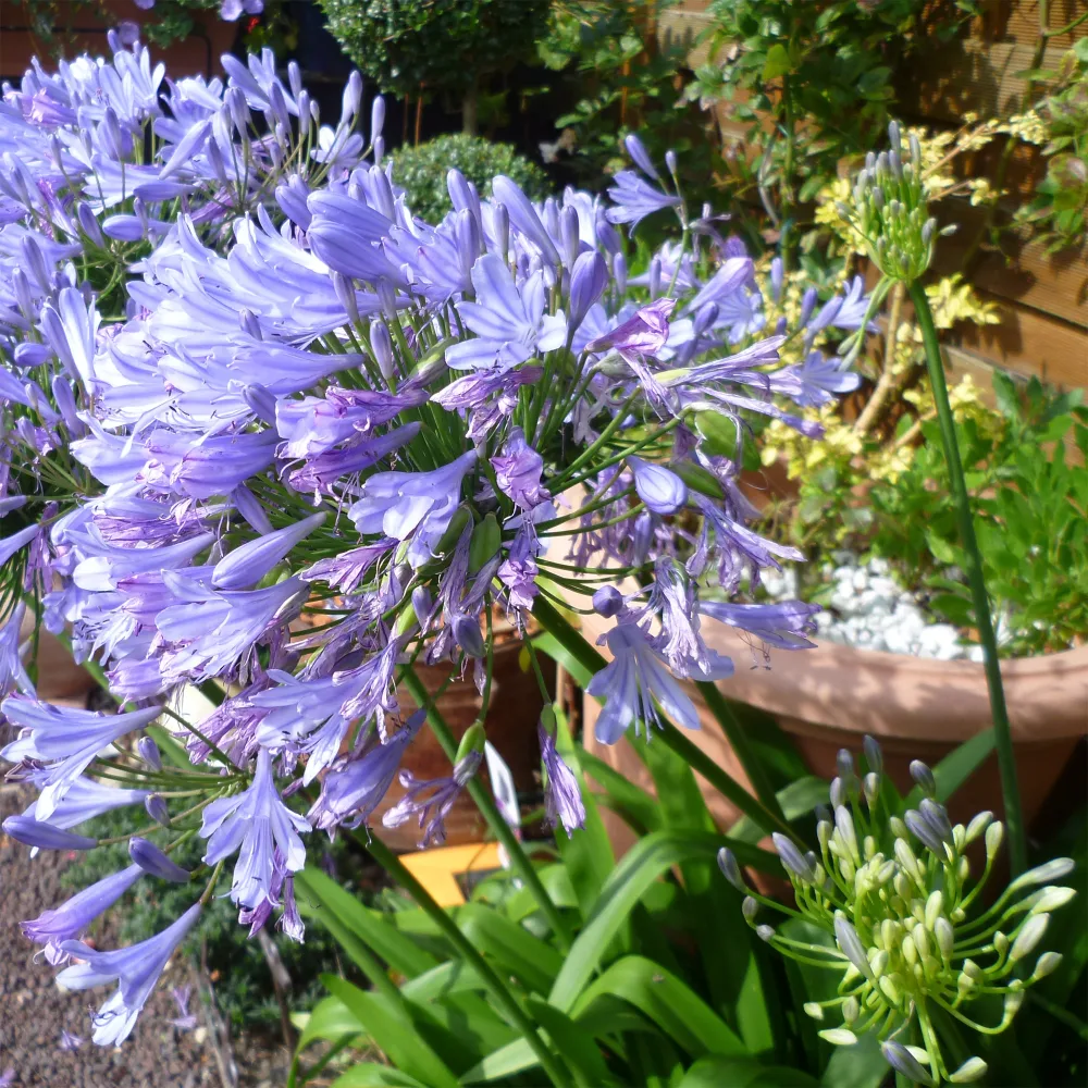 Agapanthe Blue Infinity® Panaga Agapanthus Blue Infinity® Panaga
