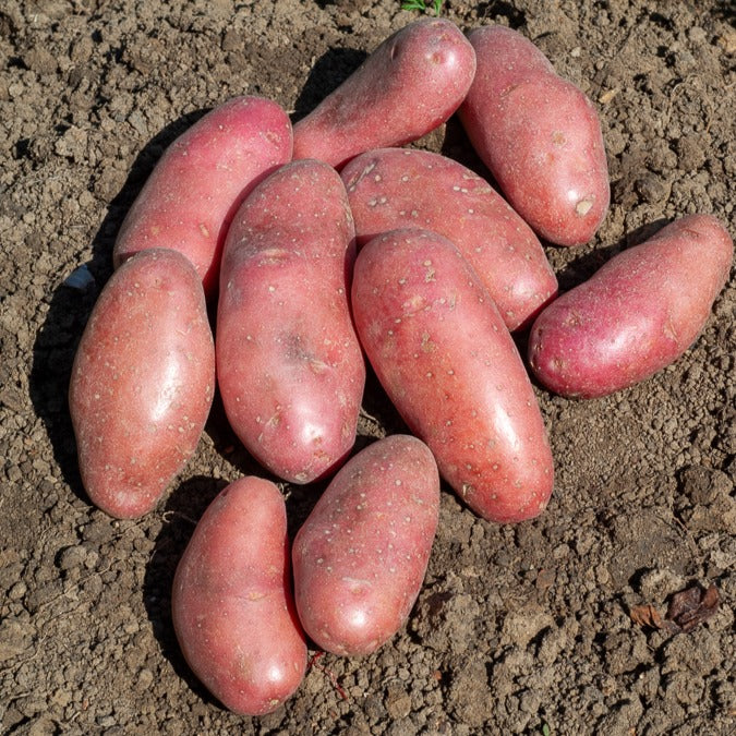 25 Pommes de terre Chérie Solanum tuberosum chérie